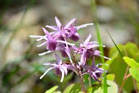 Horny Goat Weed (Icariin)