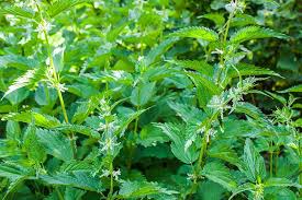 Nettle Root Extract